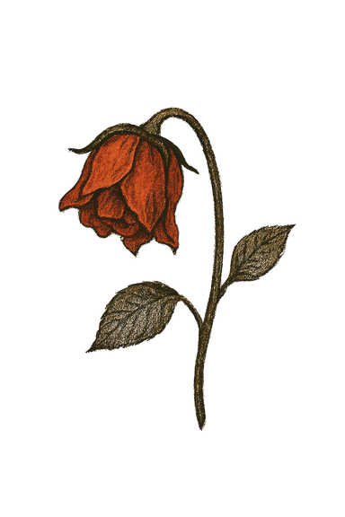 Wilted Rose